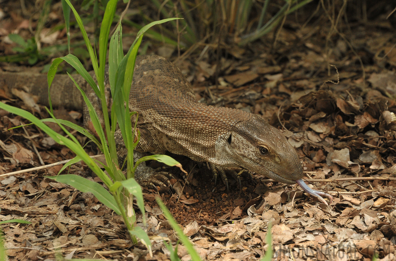 Varanus albigularis albigularis [300 mm, 1/640 Sek. bei f / 11, ISO 1600]